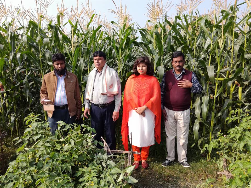 ভূট্টা প্রদর্শনী