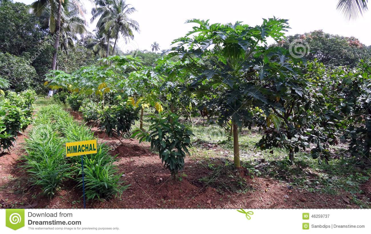 ফল বাগান