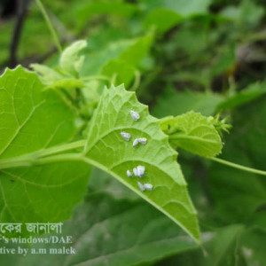 কাকরোলের সাদা মাছি পোকা