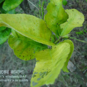 লেবুর গ্রিনিং রোগ