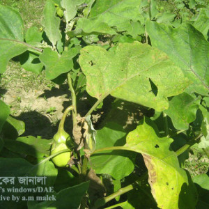 বেগুনের ডগা ও ফল ছিদ্রকারী পোকা