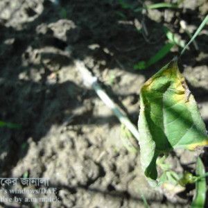 শিমের গোড়া পঁচা বা শিকড় পঁচা রোগ