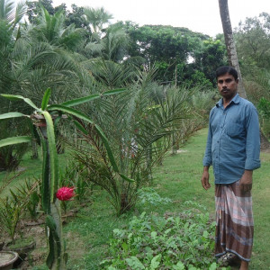 ফুলতলায়-ড্রাগন-ও-খুরমা-খেজুর-চাষে-আকরাম-গাজীর-সাফল্য