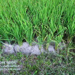 ধানের ইঁদুর সমস্যা