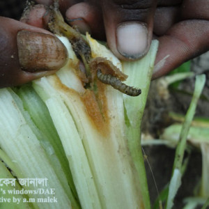 হলুদের গাছ ছিদ্রকারি পোকা