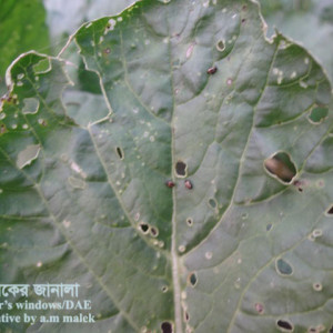 মূলার ফ্লি বিটল পোকা