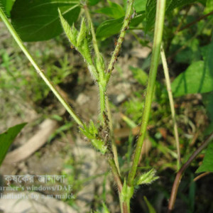 মাসকলাইয়ের জাবপোকা বা এফিড