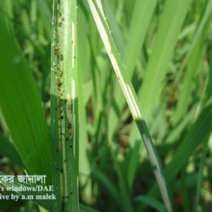 ধানের পাতা মোড়ানো পোকা