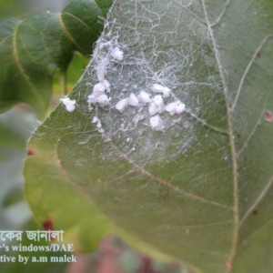 তুলার সাদা মাছি পোকা