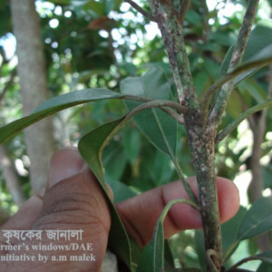 সফেদার খোসা পোকা