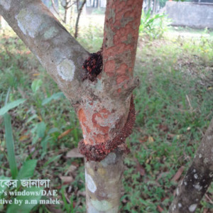 দারুচিনির কান্ড ছিদ্রকারি পোকা